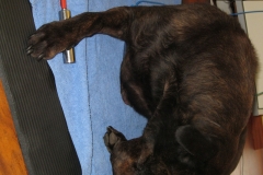 Bioresonanztherapie-Hund-Immunprogramm-Florian-Hoffmann-Ebstorf