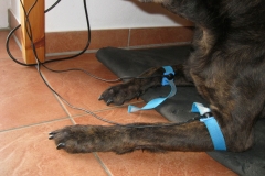 Hund-Frequenztherapie-Akupunkturprogramm-Trikombin-Bioresonanztherapeut-Florian-Hoffmann