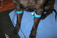 Soft-Elektroden-beim-Hund-Bioresonanz-Ebstorf-Trikombin