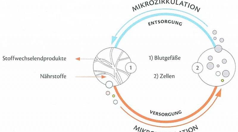 mikrozirkulation-bemer-Schema